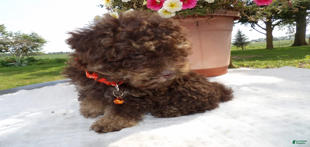 Gallery Image {{count}}