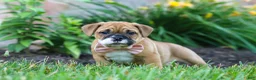 Mixed Breed dogs for sale: Chloe - Ad 12