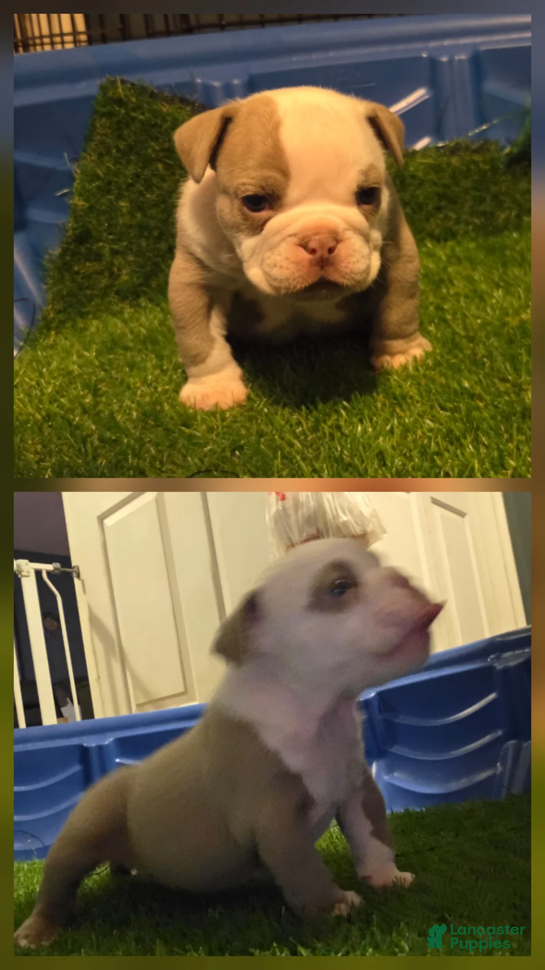 American Bully dogs for sale: American Bully Puppy 6 - Ad 2