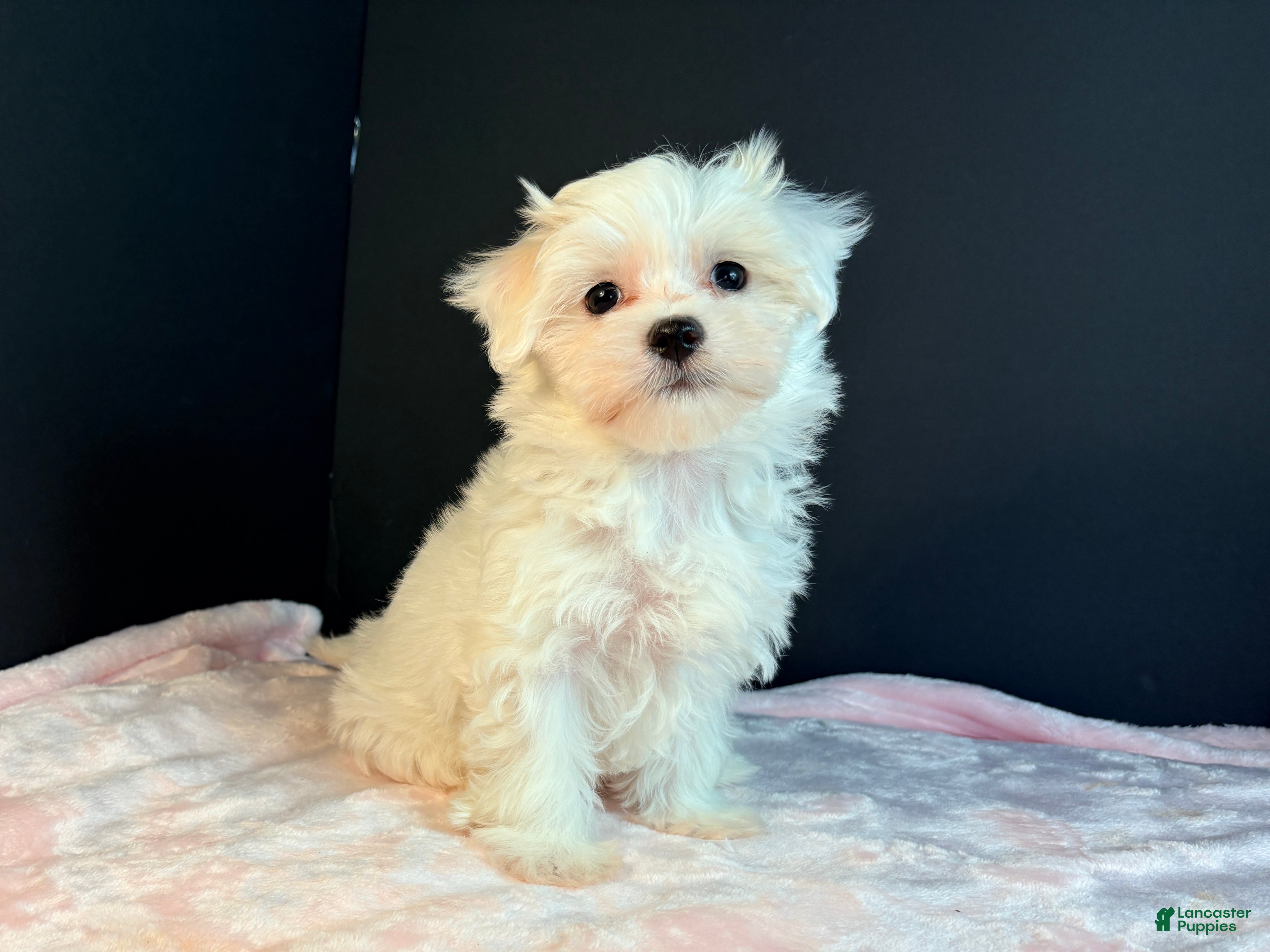 Maltese dogs Maltese 3 - Ad 1