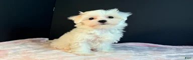 Maltese 3