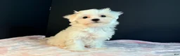 Maltese dogs for sale: Maltese 3 - Ad 1