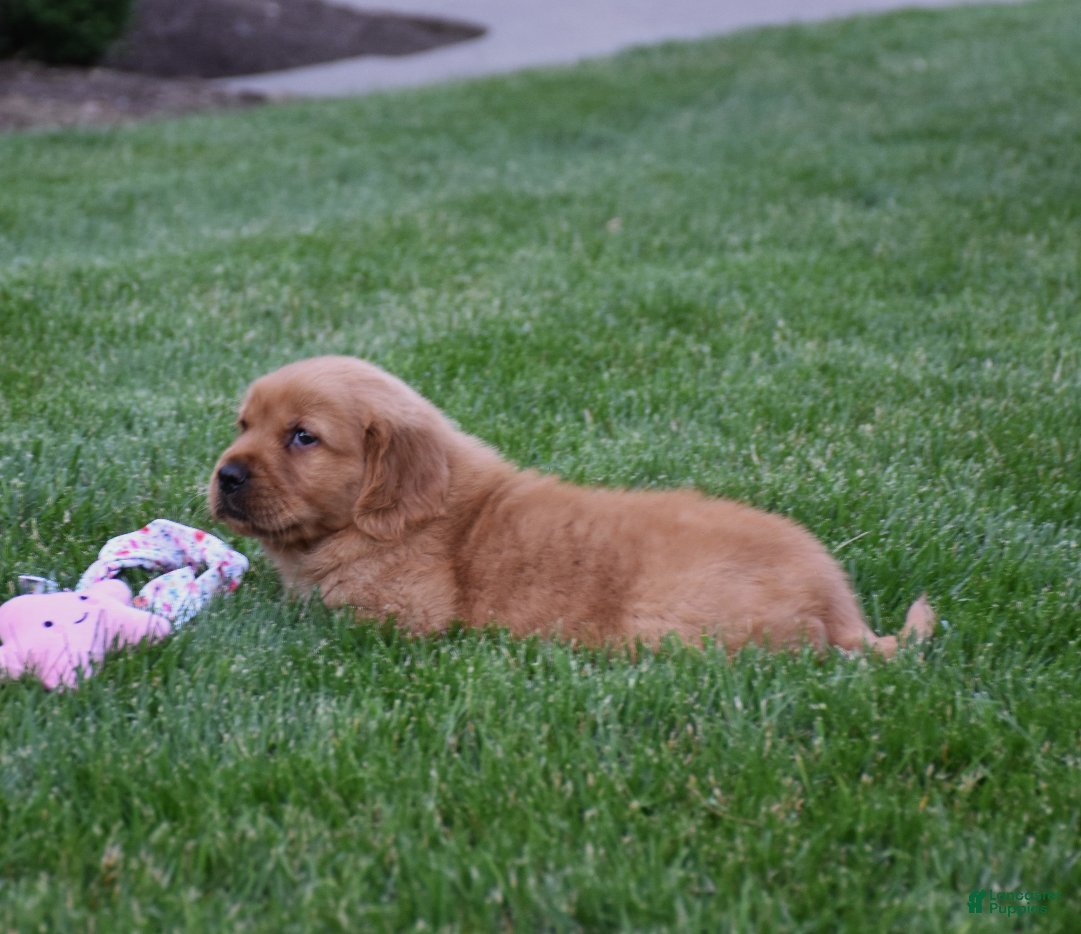 Golden Retriever dogs Augusta - Ad 2