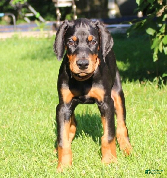Doberman Pinscher dogs Max - Ad 1