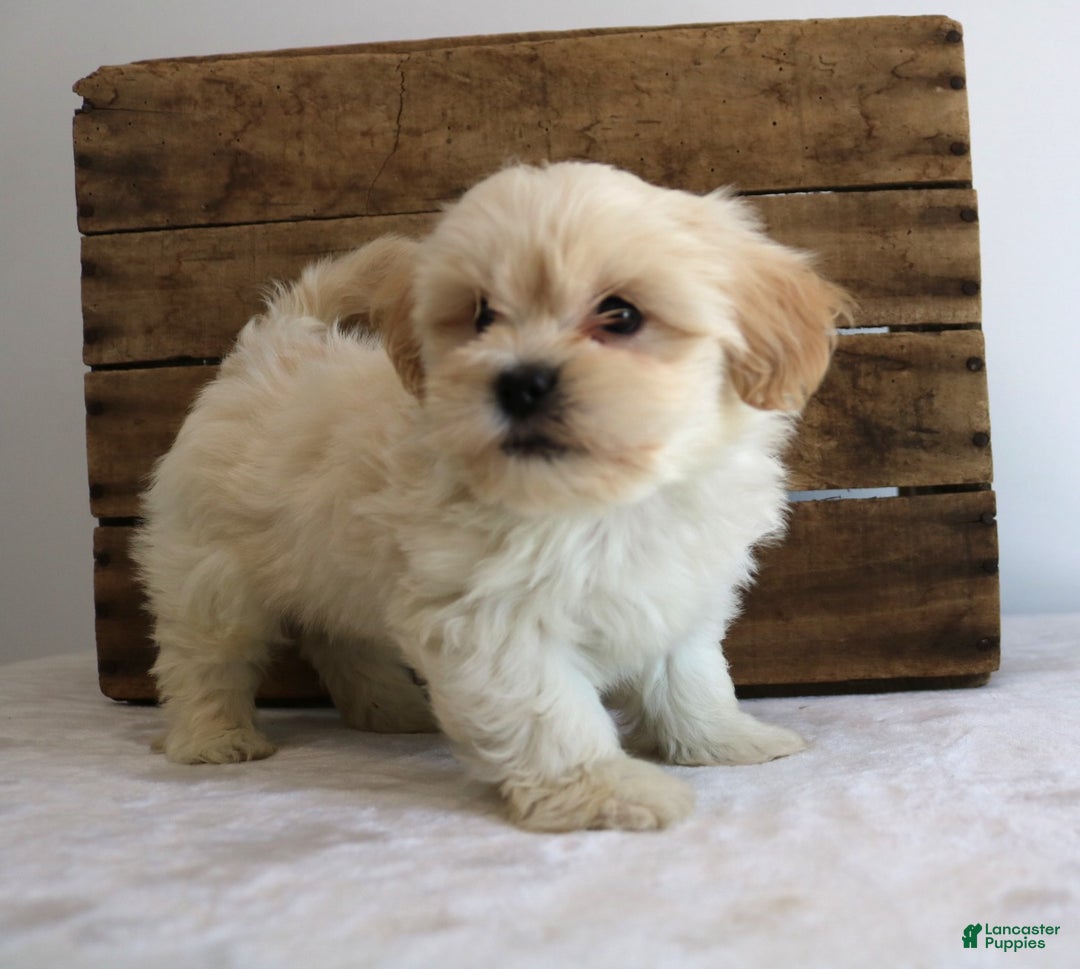Maltipoo dogs for sale: Kelly - Ad 3