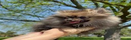 Pomeranian dogs for sale: Pomeranian Puppy Ruby - Ad 8