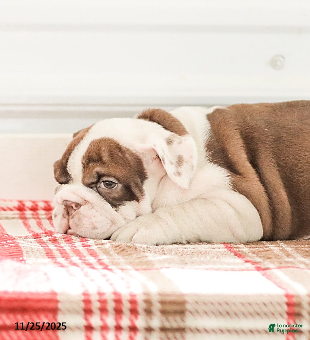 English Bulldog dogs for sale: Reba - Ad 2