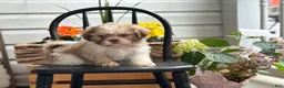 Shih Tzu dogs for sale: Jasper - Ad 9