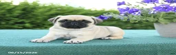 Pug dogs for sale: Jack  - Ad 3