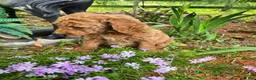 Goldendoodle dogs for sale: Goldendoodle Puppy 4 - Ad 6