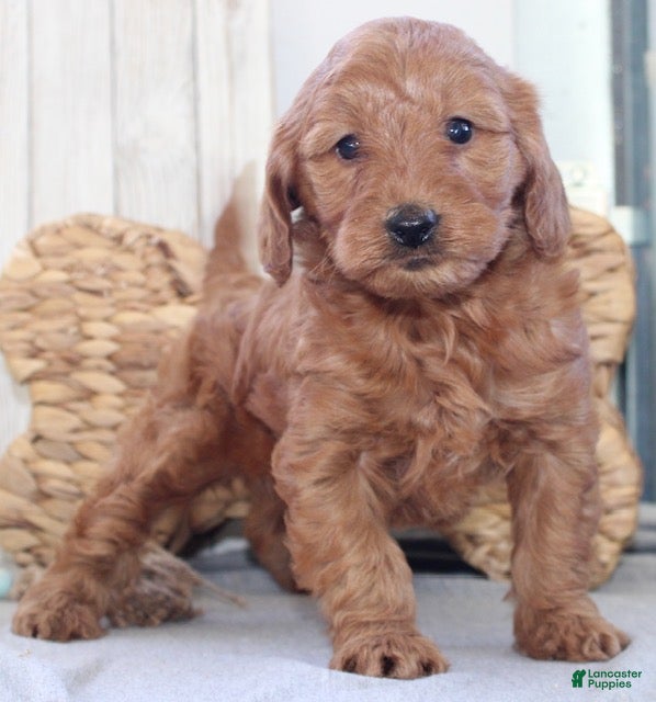 Mini Goldendoodle dogs Stella - Ad 2