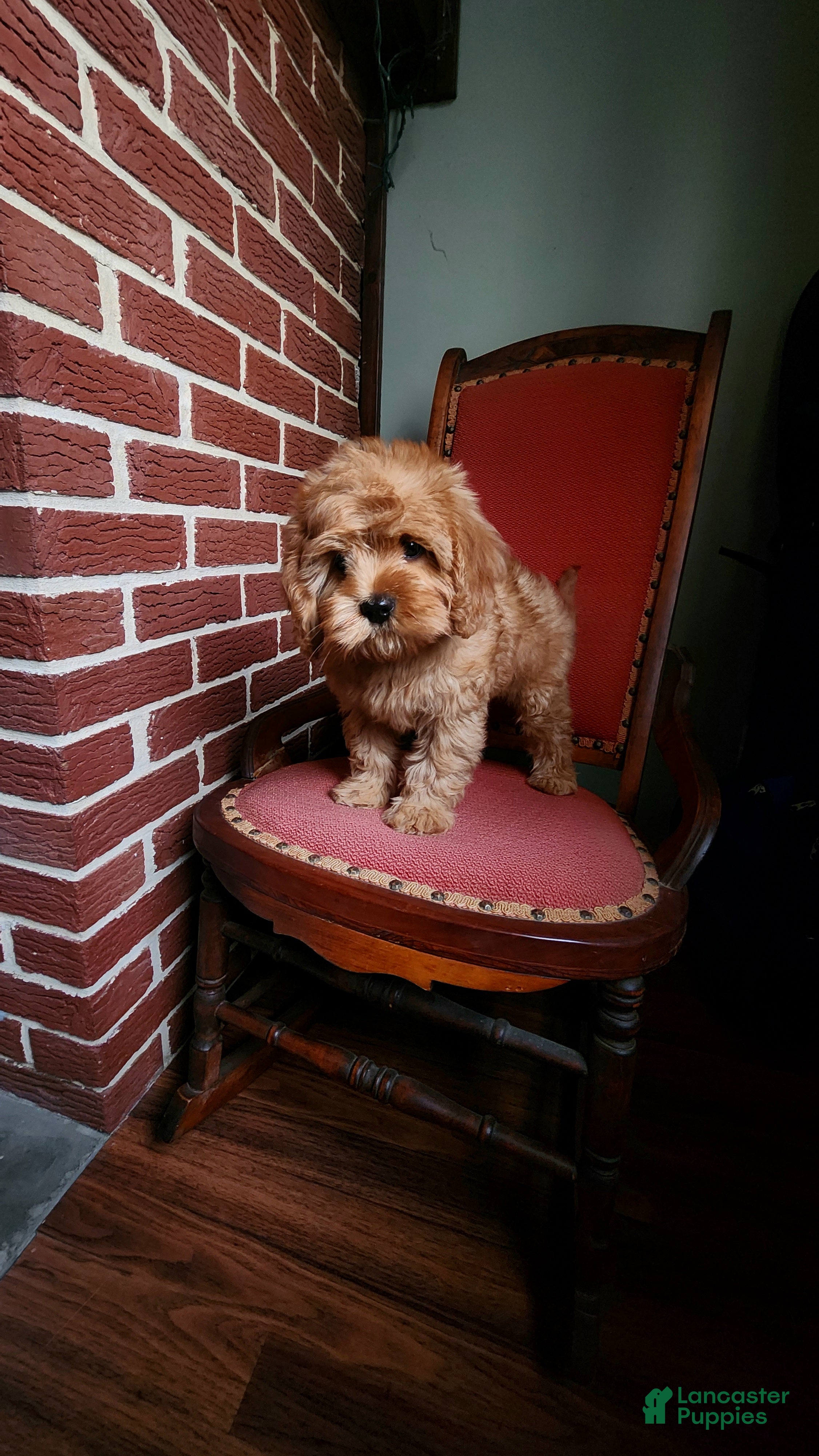 Cavapoo dogs Hershey - Ad 2