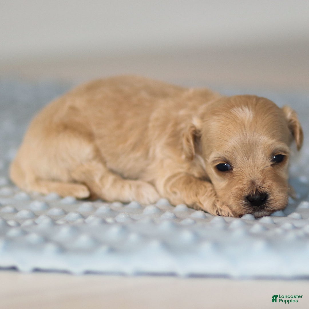 Maltipoo dogs for sale: Truffle - Ad 6