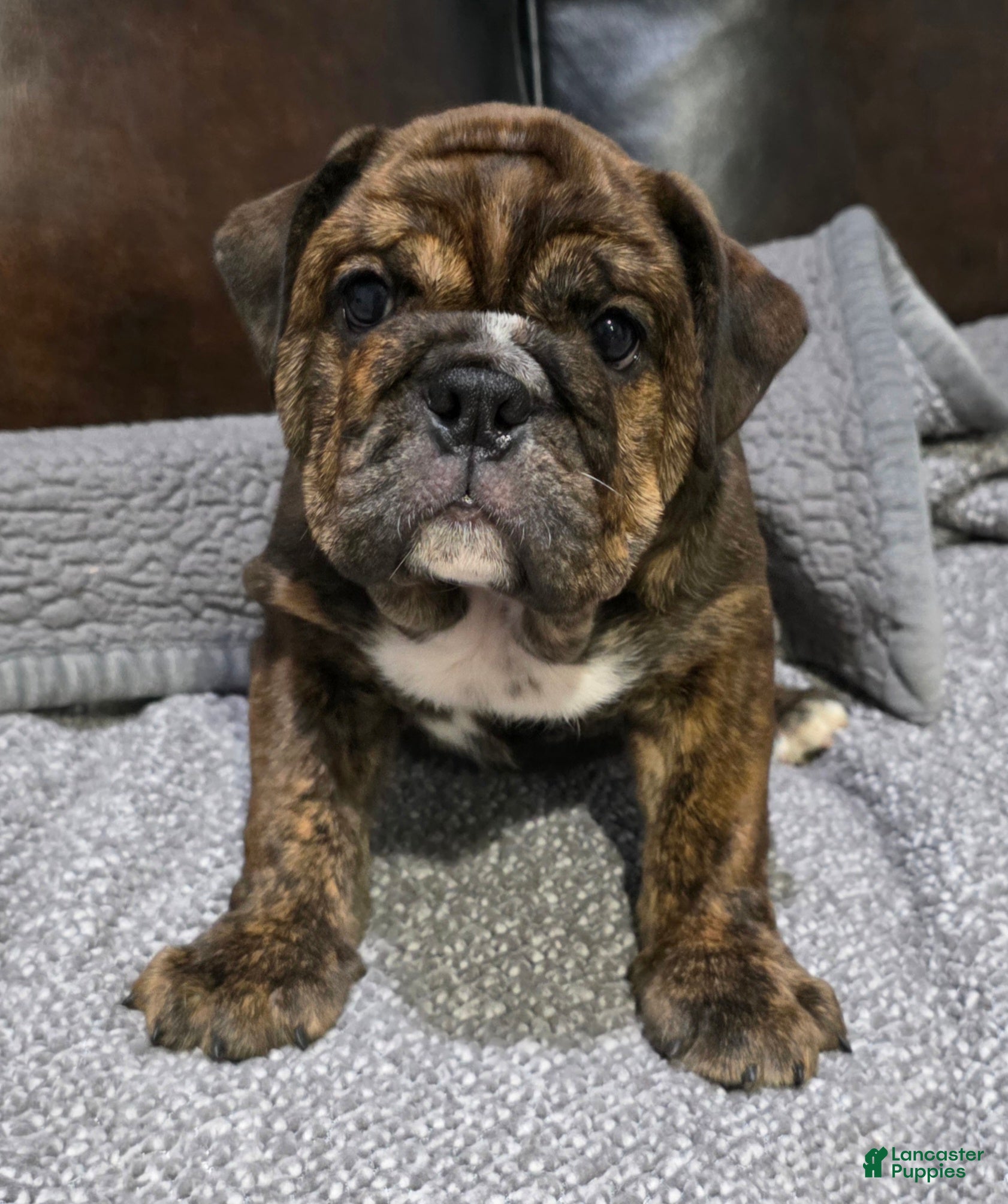 English Bulldog dogs Kelly - Ad 1