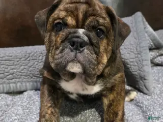 English Bulldog dogs for sale: Kelly - Ad 4