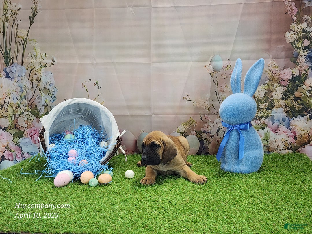 Mixed Breed dogs for sale: 2025 Bloodahoula Male 1 "Huck" - Ad 18