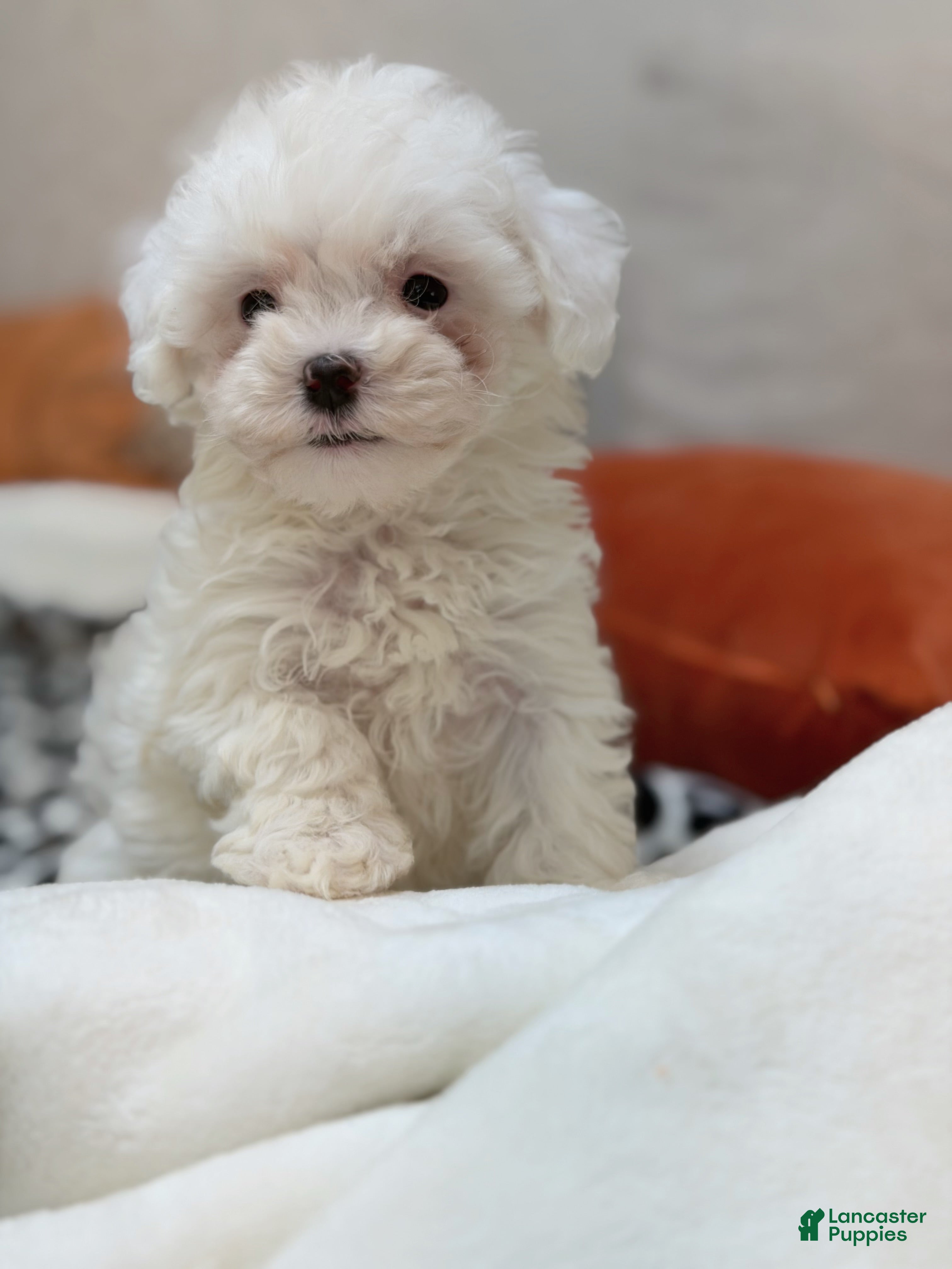 Maltipoo dogs Twilight  - Ad 1