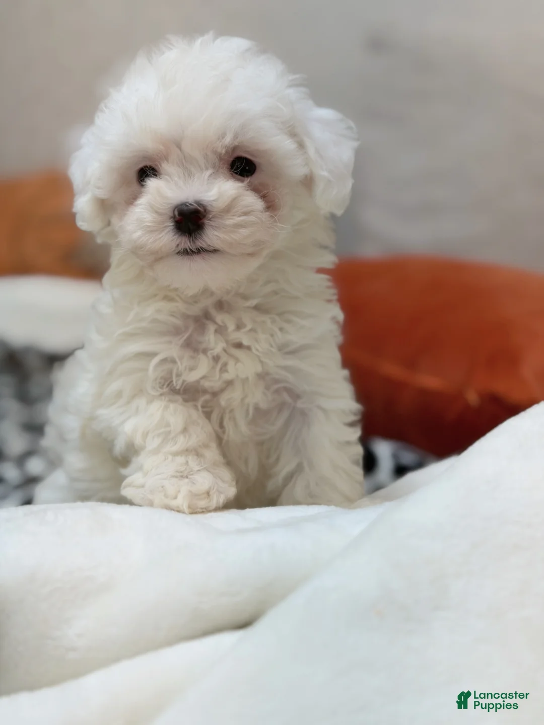 Maltipoo dogs for sale: Twilight  - Ad 1