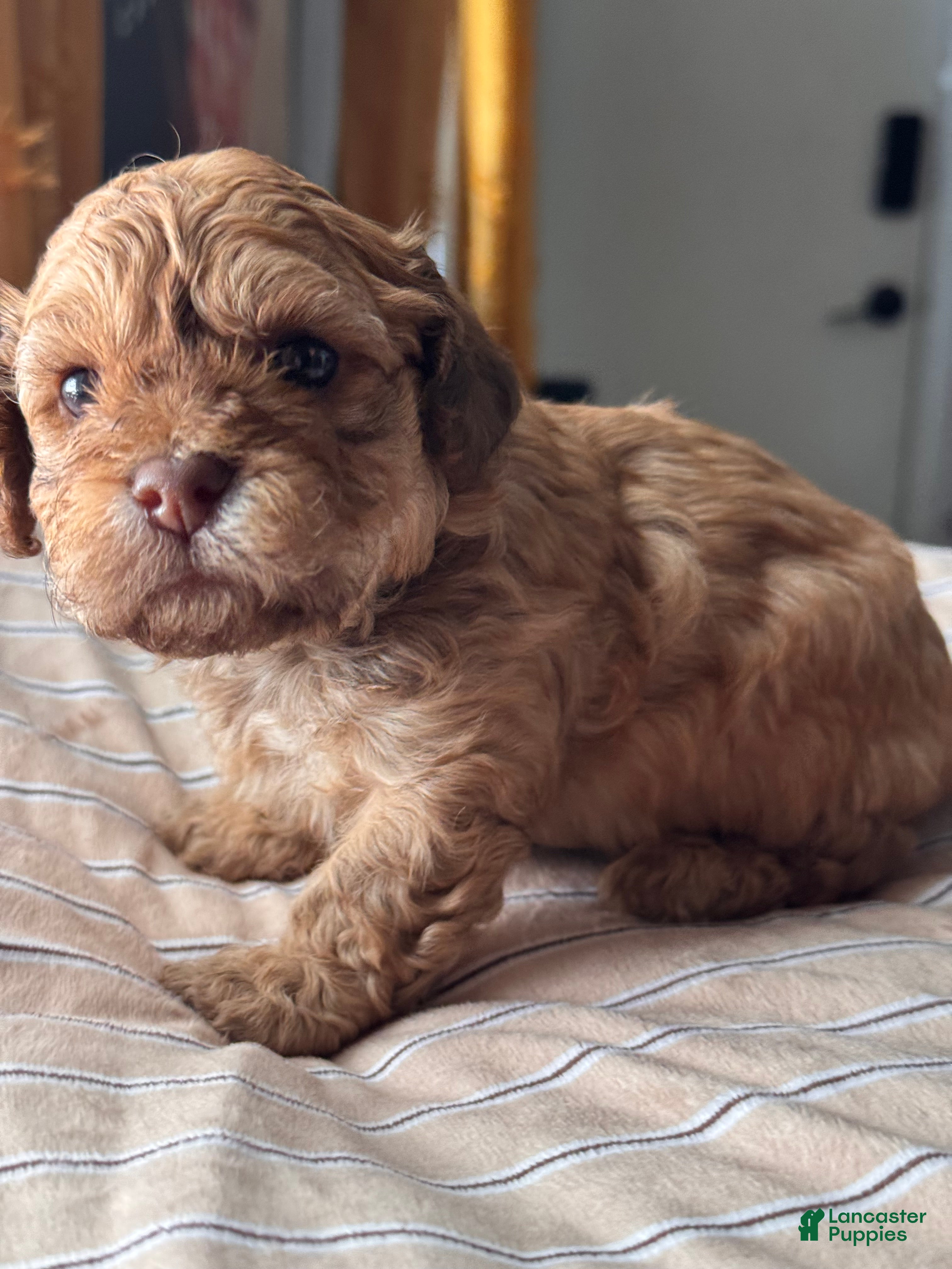Shihpoo dogs T’Challa  - Ad 4