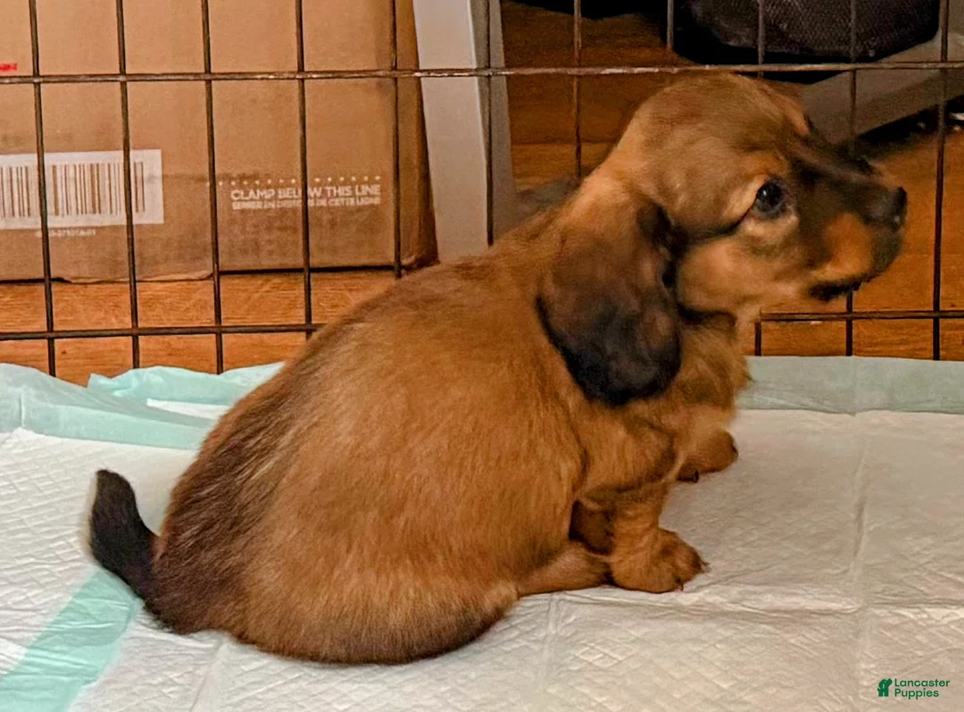 Dachshund dogs for sale: Oliver - Ad 2