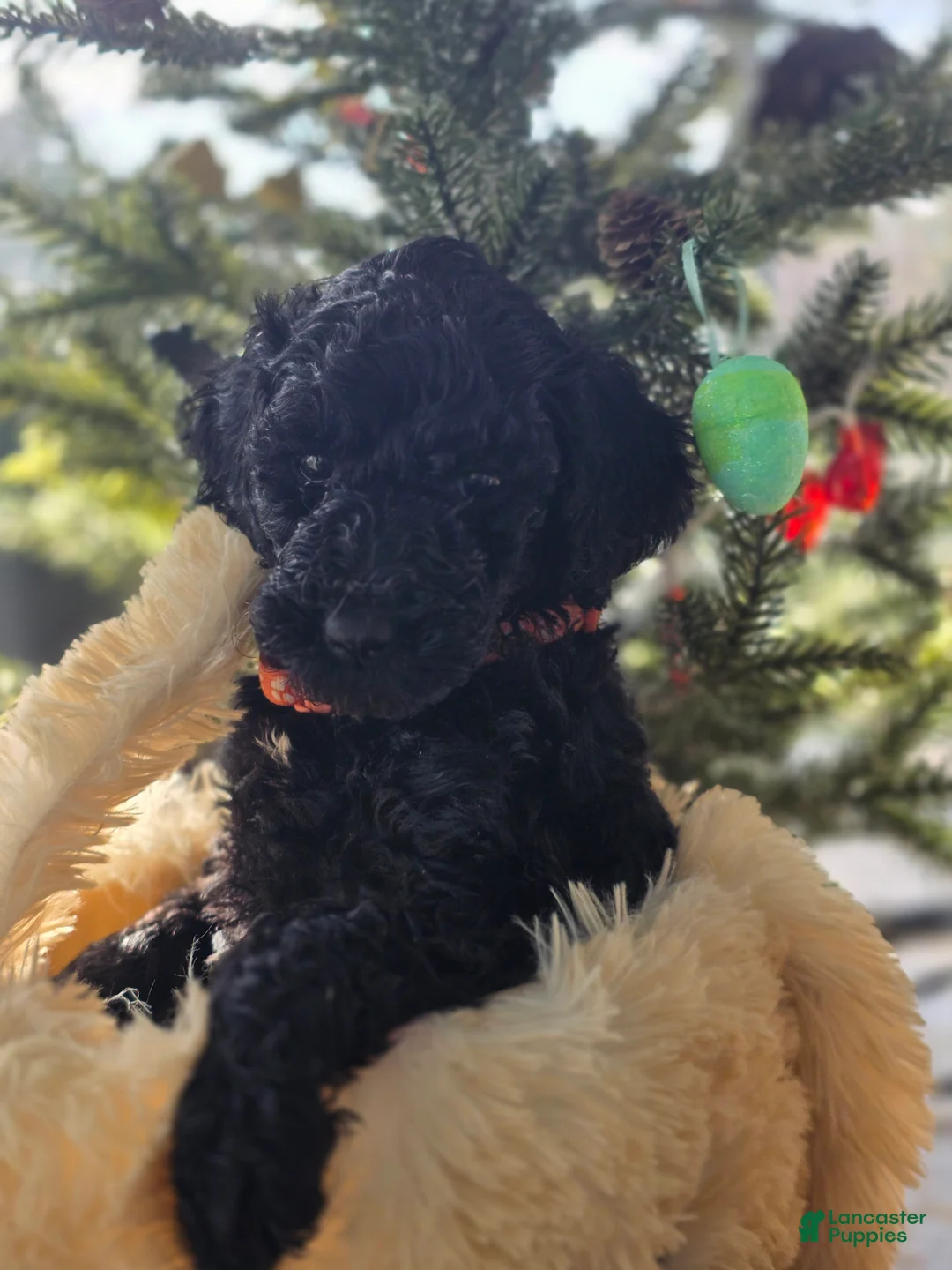 Goldendoodle dogs for sale: Precious  - Ad 2