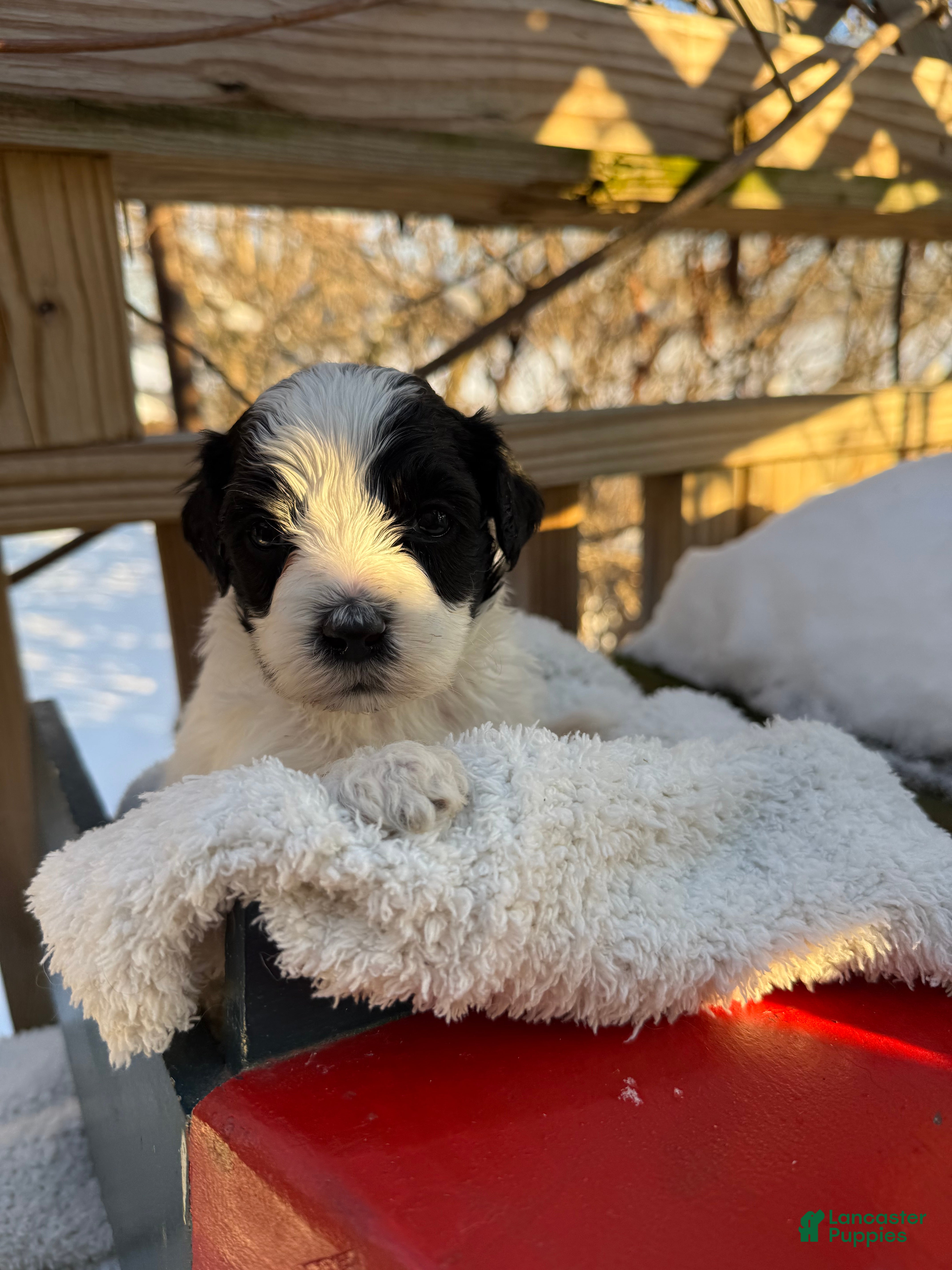 Mixed Breed dogs Lola - Ad 32