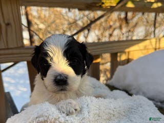 Mixed Breed dogs Lola - Ad 33