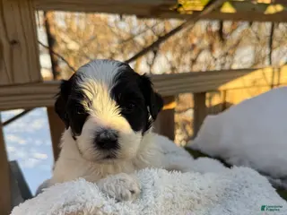 Mixed Breed dogs Lola - Ad 41