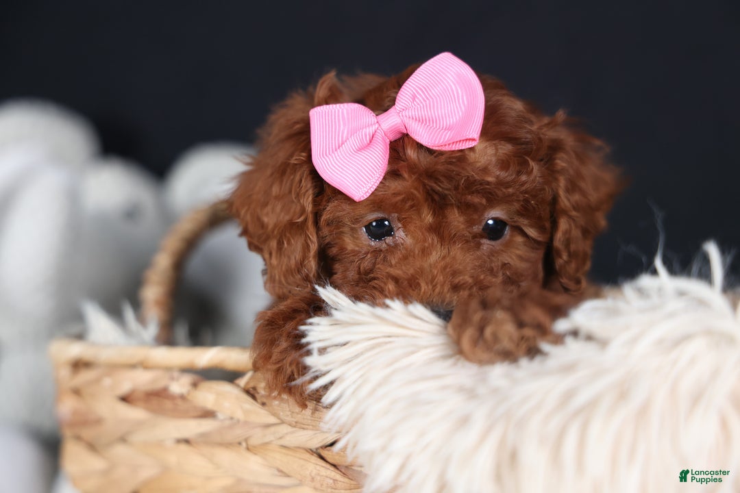 Miniature Poodle dogs for sale: BELLA - Ad 10