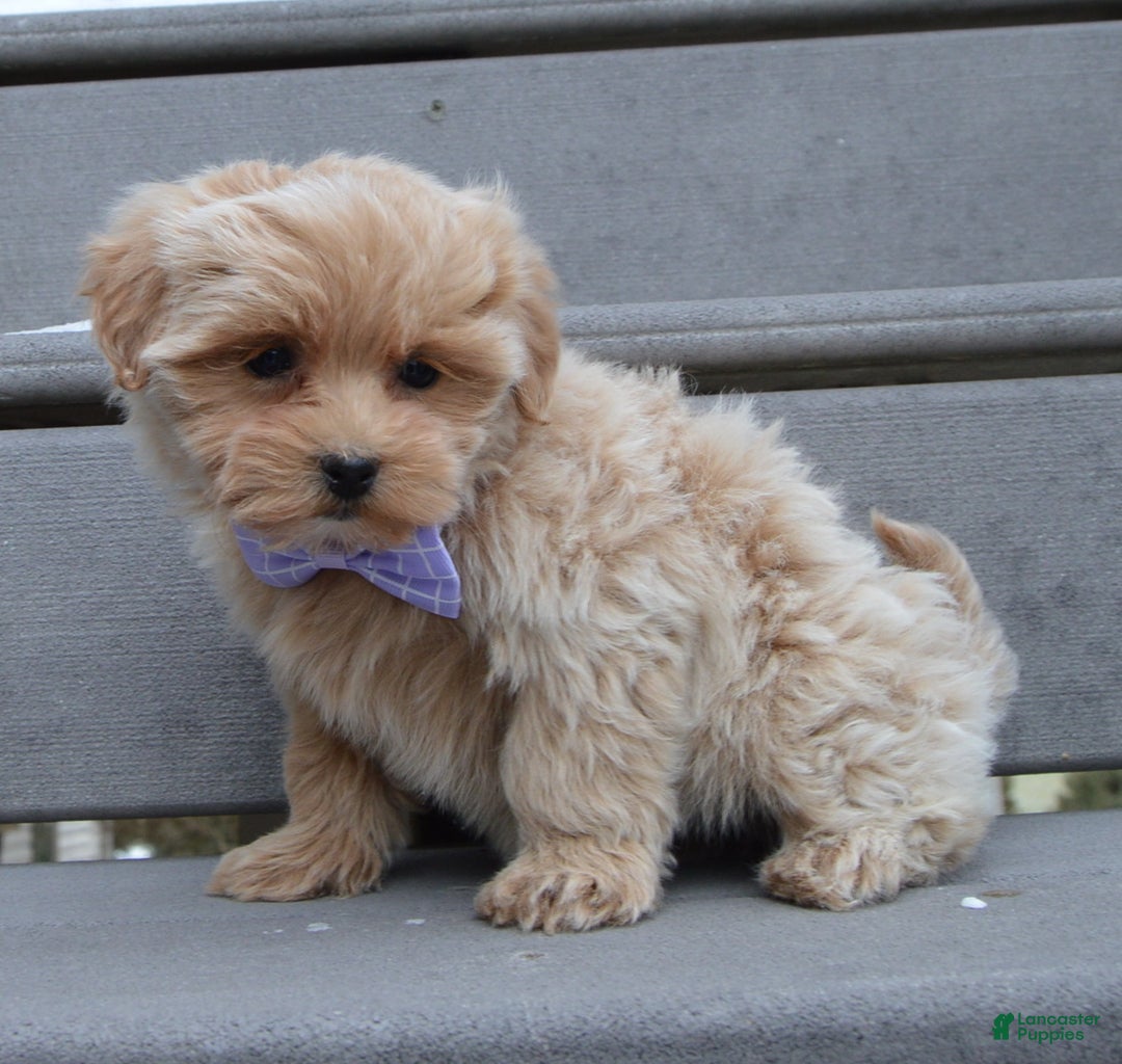 Maltipoo dogs for sale: Mabel - Ad 6
