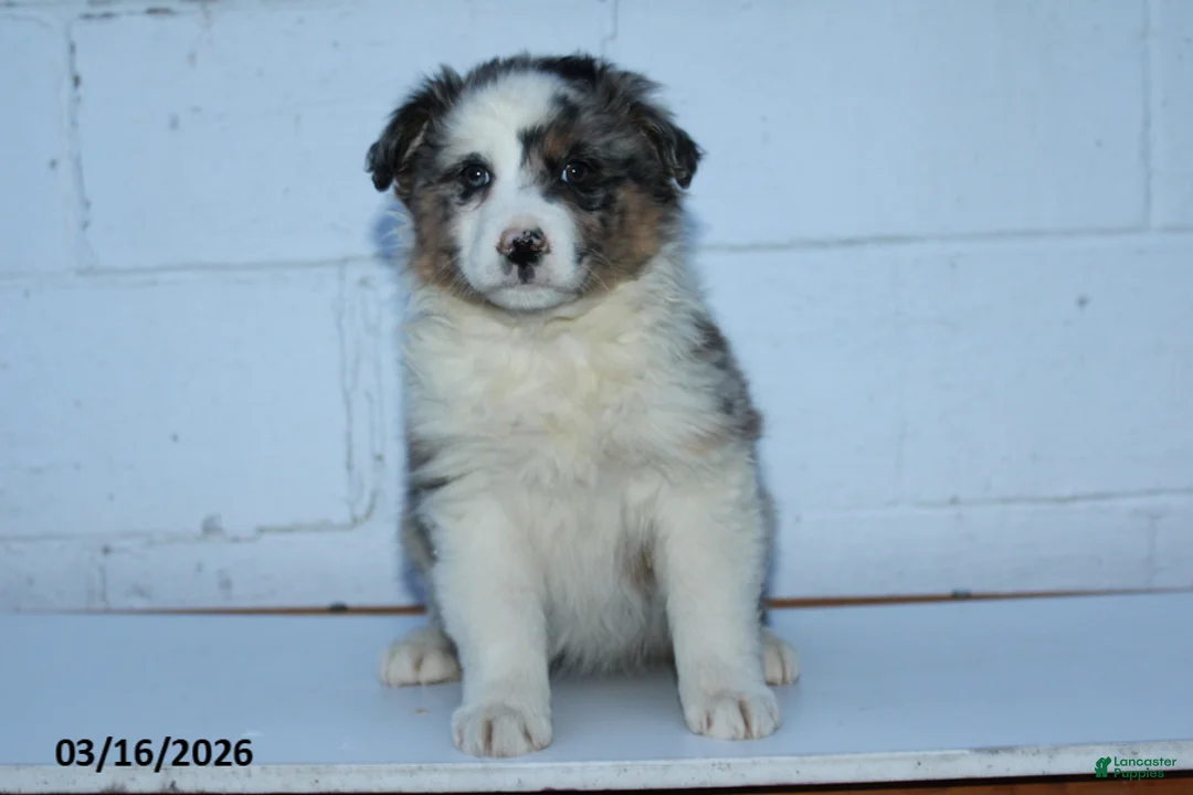Australian Shepherd dogs for sale: Rainbow - Ad 3
