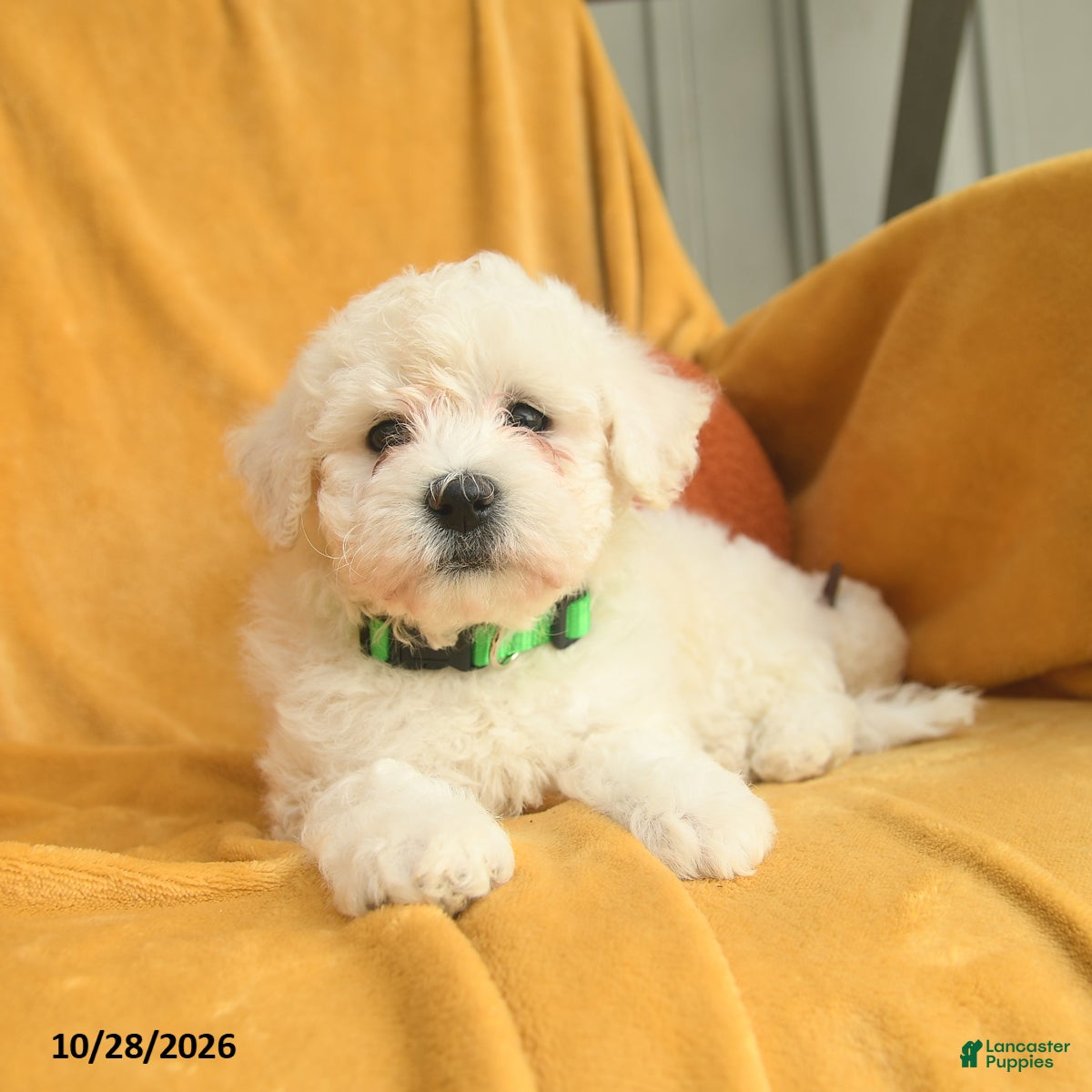Bichon Frise dogs for sale: Hazel  - Ad 1