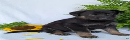 German Shepherd dogs for sale: Ben  - Ad 18