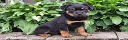 Rottweiler dogs for sale: Duke - Ad 3