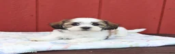 Malshi dogs for sale: Skip  - Ad 5