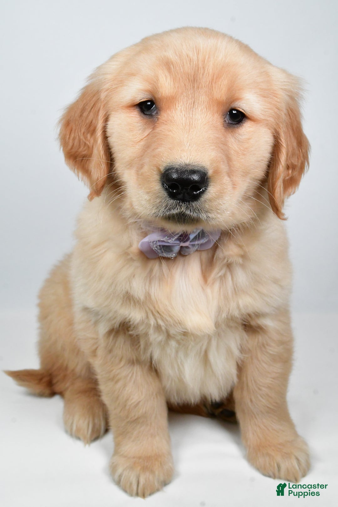 Golden Retriever dogs for sale: Lilly - Ad 2