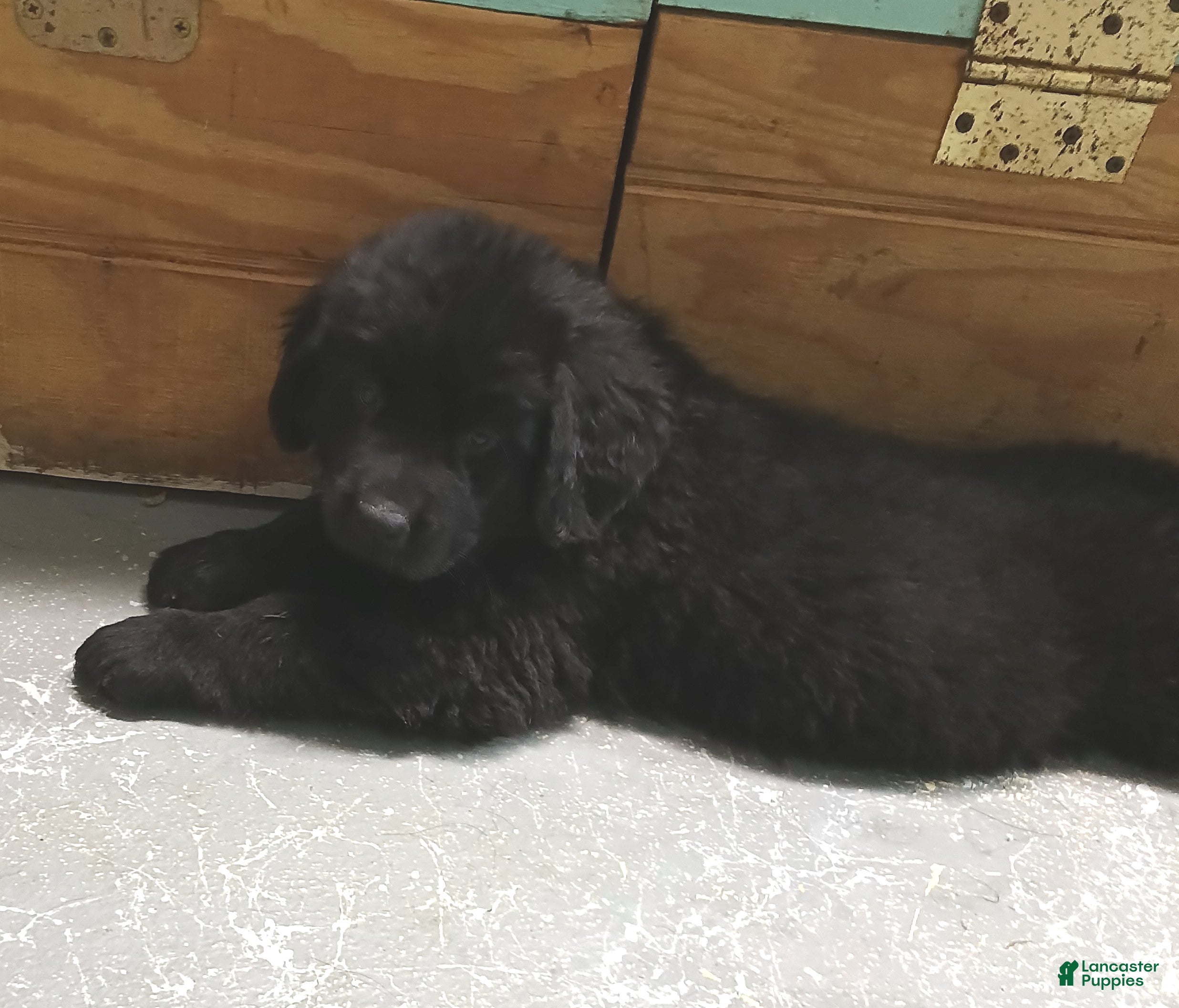 Newfoundland dogs Remi - Ad 1