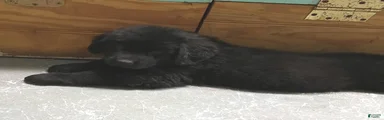 Remi