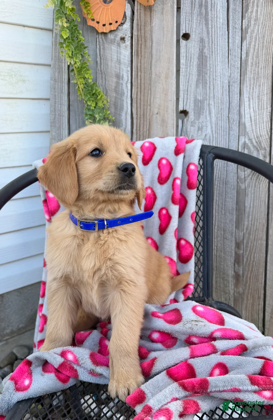 Golden Retriever dogs for sale: Alex - Ad 2