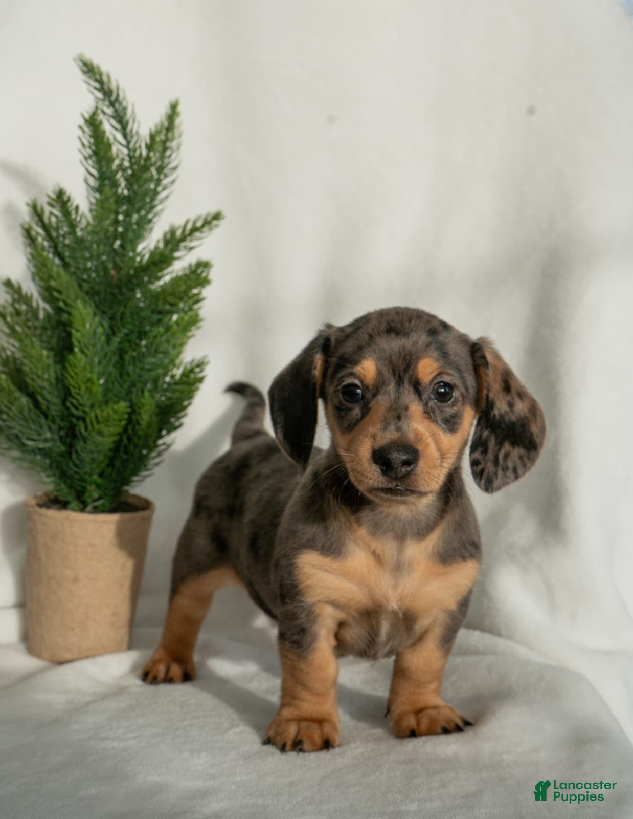 Miniature Dachshund dogs Harper - Ad 37