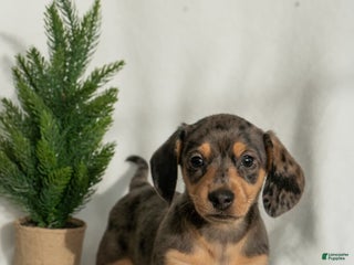 Miniature Dachshund dogs Harper - Ad 41