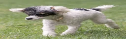 Miniature Poodle dogs for sale: Sparky Miniature Poodle  - Ad 5
