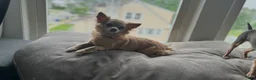 Chihuahua dogs for sale: Chihuahua Puppy 2 - Ad 2