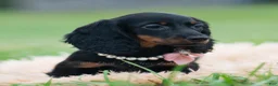 Miniature Dachshund dogs for sale: Felicia - Ad 6