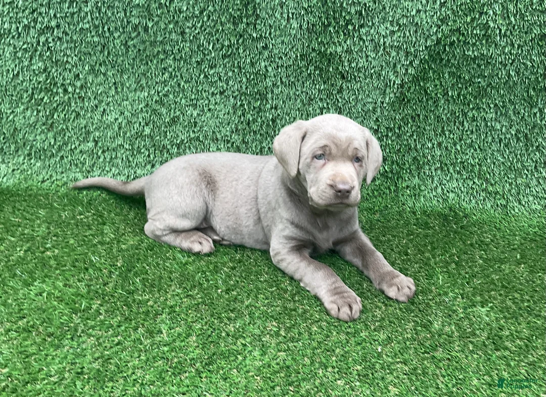 Labrador Retriever dogs for sale: Molly - Ad 2