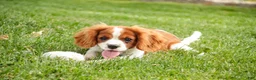 Cavalier King Charles Spaniel dogs for sale: Izzy - Ad 6