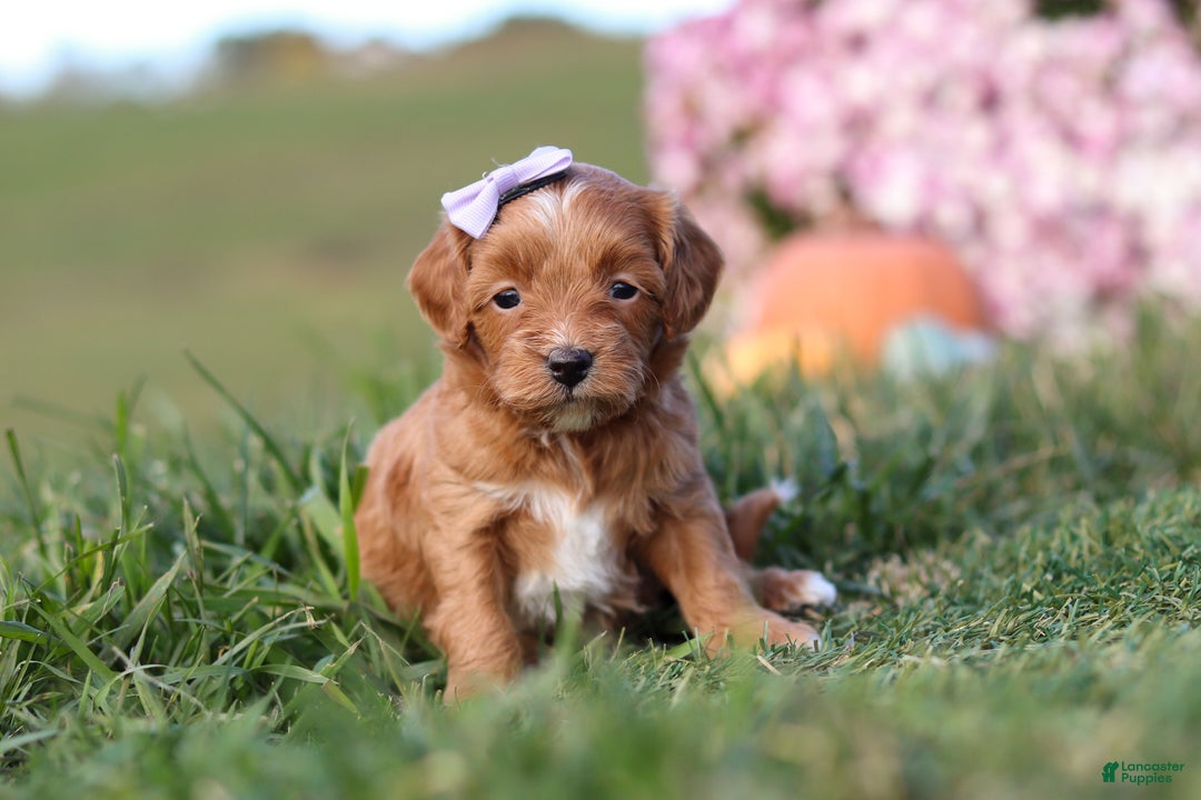 Cavapoo dogs for sale: Bailey - Ad 5