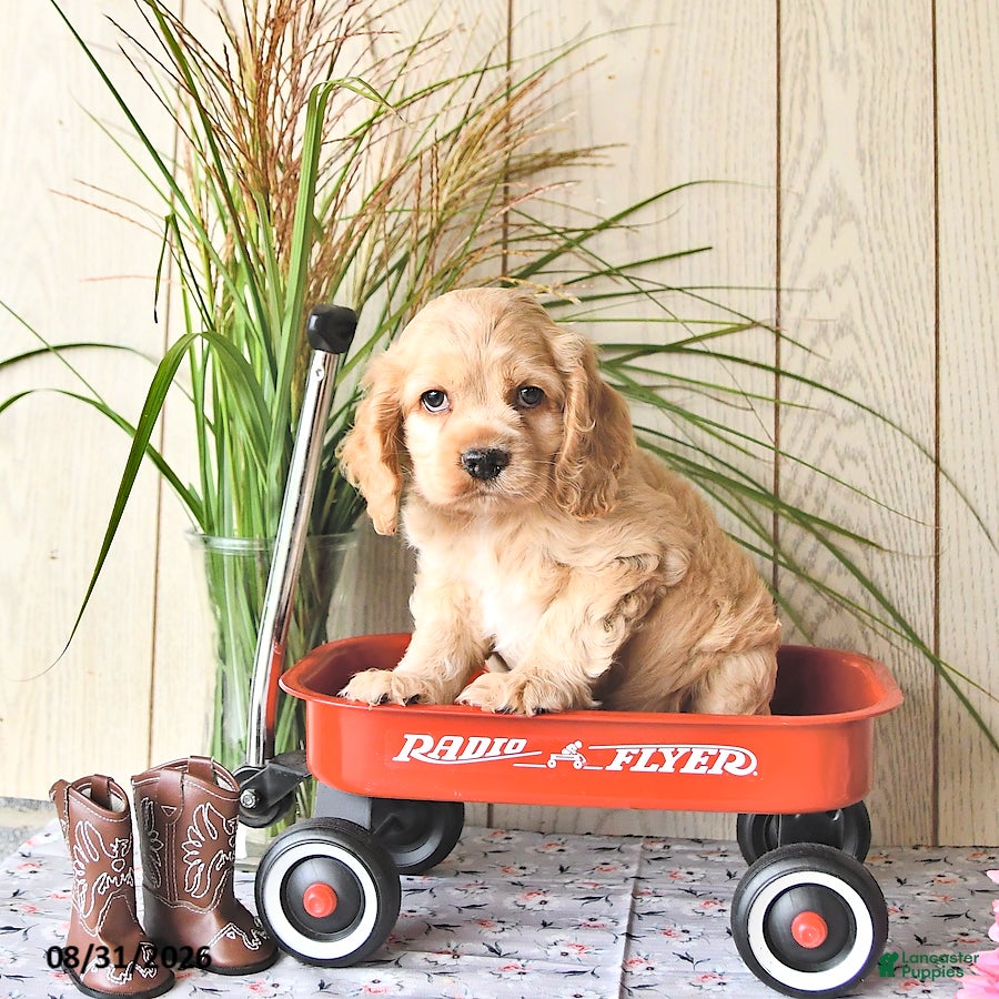 Cocker Spaniel dogs Banjo - Ad 2