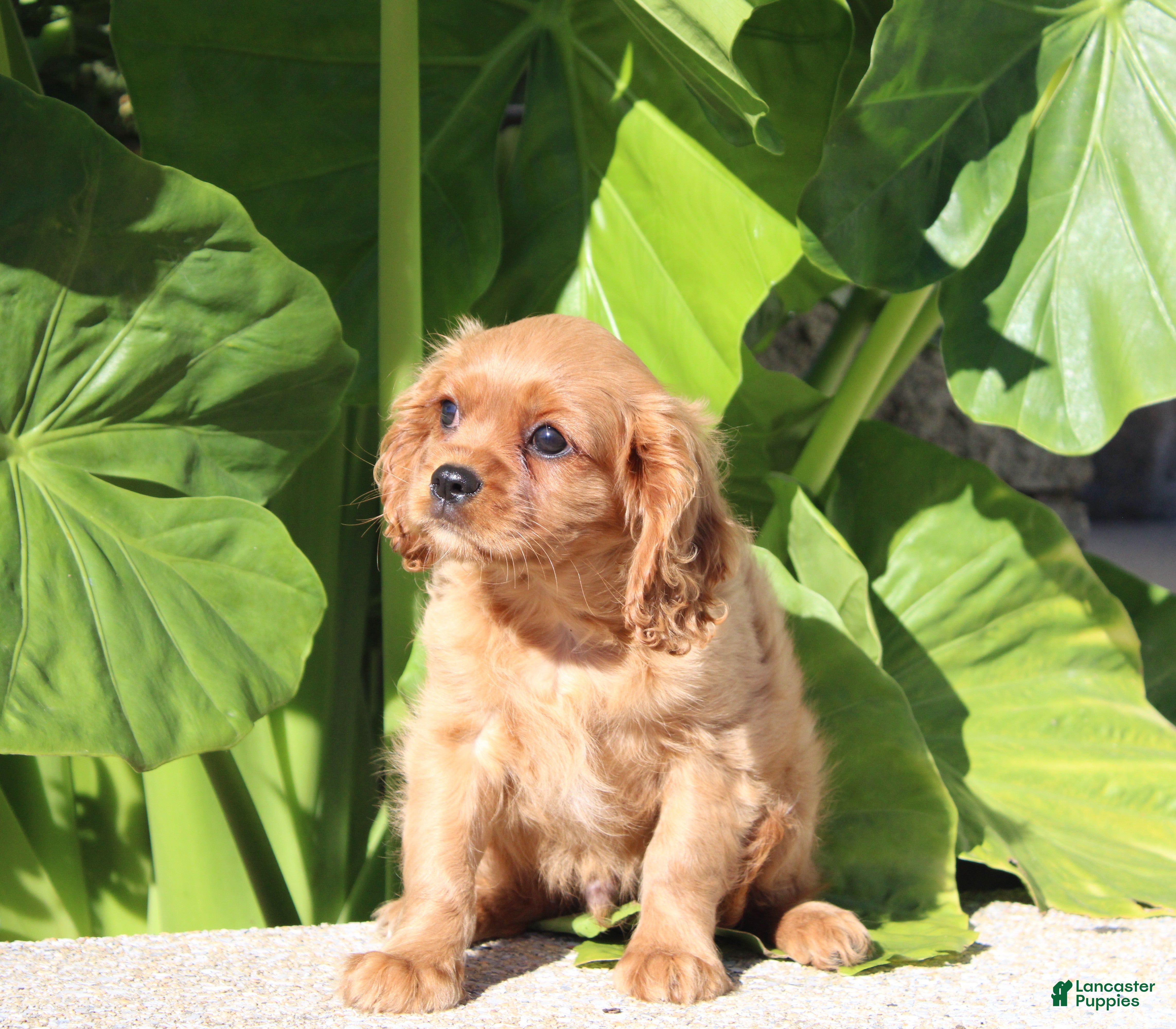 Cavalier King Charles Spaniel dogs Bruno - Ad 2