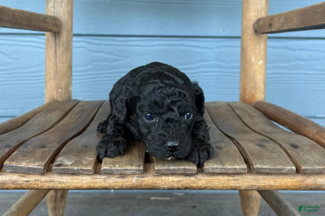 Cavapoo dogs for sale: Ink - Ad 2